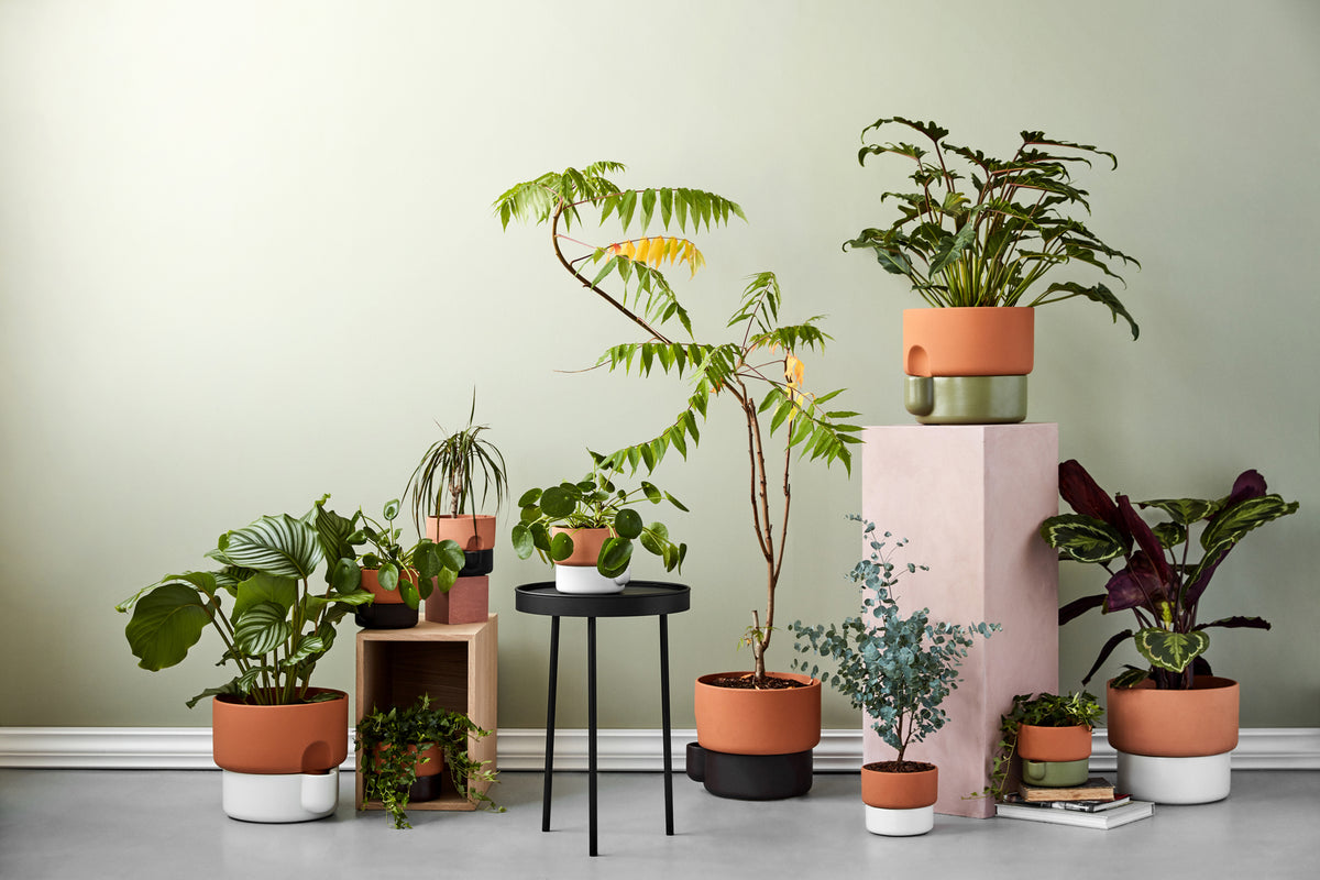 Oasis flower pots group landscape Photo Chris Tonnesen